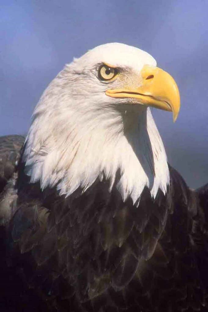 Bald Eagle in Catskill Mountains 