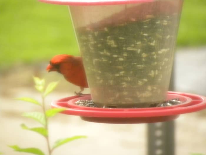 Cardinals use their short, conical bills to crack open seeds. Better-quality birdseed contains black-oil sunflower seed but won't have fillers such as milo and cracked corn.