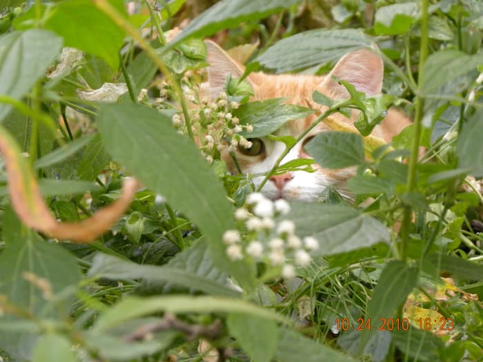 The great hunter hides in the grass waiting for an unsuspecting bird. Jack is quick, but usually not quick enough.