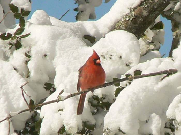 One of my favorite birds, the cardinal mates for life. Cardinals can be seen in the eastern half of the US, as far north as southern Maine and as far south as Texas.