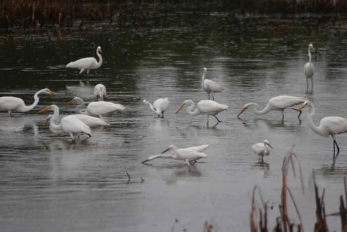 Wetlands are important environments for certain species of birds such as these egrets, terns and ducks.