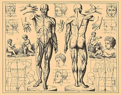Why You Need to Know Human Anatomy and Physiology - HubPages