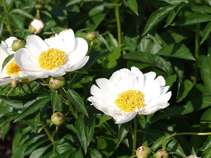 Better Homes and Gardens' editors picked the old-fashioned standard Krinkled White peony as one of their favorite fuss-free plants.