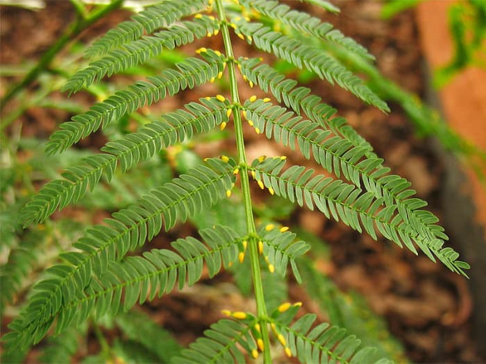 The Bullhorn Acacia, Acacia cornigera, and Its Fearless Allies - HubPages