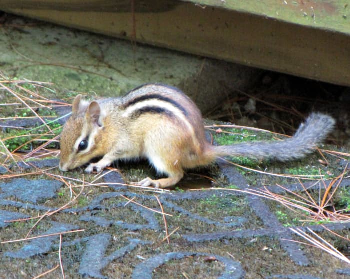 Get Rid of Chipmunks - HubPages