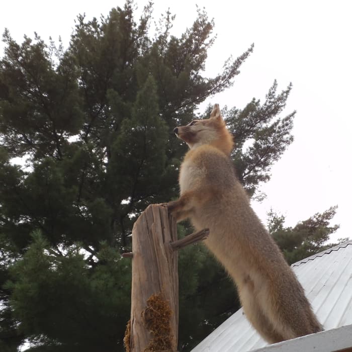 Foxes mark their territory with urine. You can duplicate that effect with commercial products.