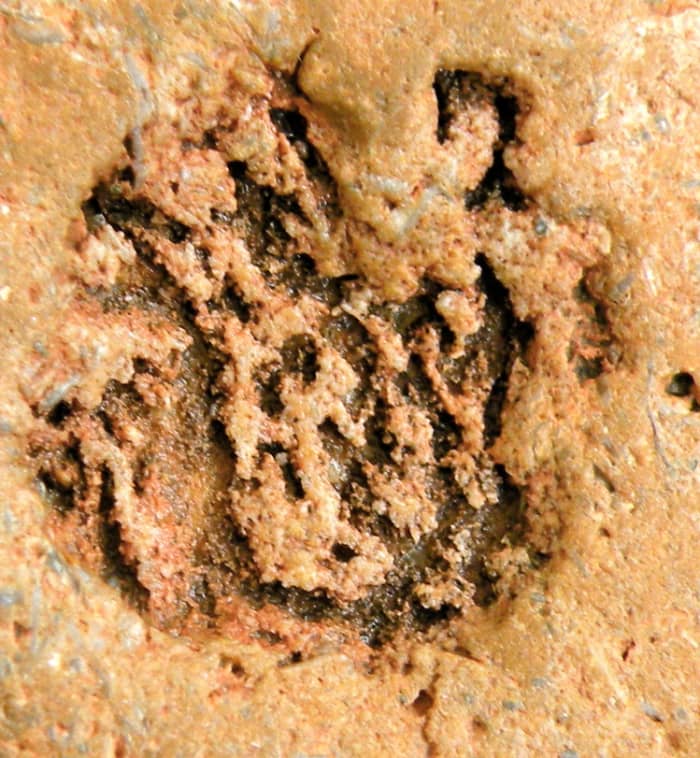 This is a closeup of the impression on the back of the face fossil rock. Found Feb. 2011 by S. Henkel at Imperial Dam Recreation Area on the California/Arizona border.