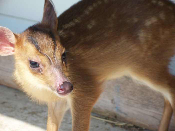 My Weird Pet A Muntjac, [Almost] the World's Smallest Deer (So Cute) HubPages