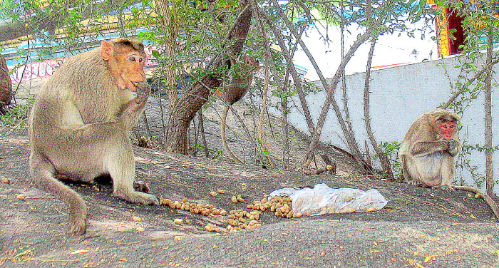 DO WE NEED MONKEYS TO TRAIN CHETS IN HOTELIER KITCHRN WE ARE LUNCH.