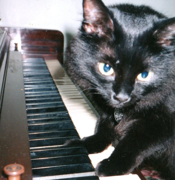 I put treats between the piano keys to set up Blackette for this photo. While she was looking for them, I called her name. She looked toward me to make the perfect picture!