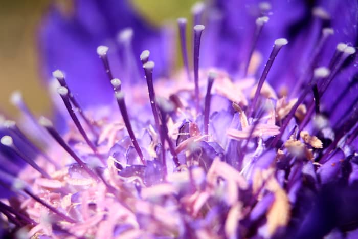 The photographer shared that this flower was the size of a quarter, and had titled the photo, "Irresistible Towers".