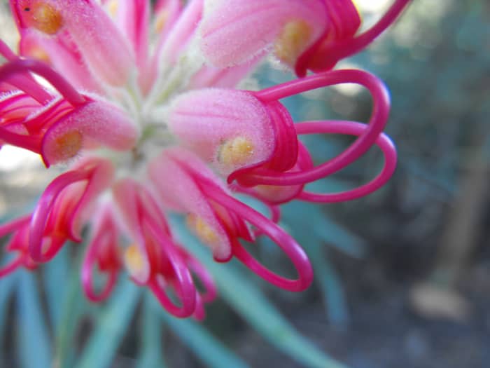 The contrasts between the smooth parts of the flower and the fuzzy parts of the flower is something to be seen.
