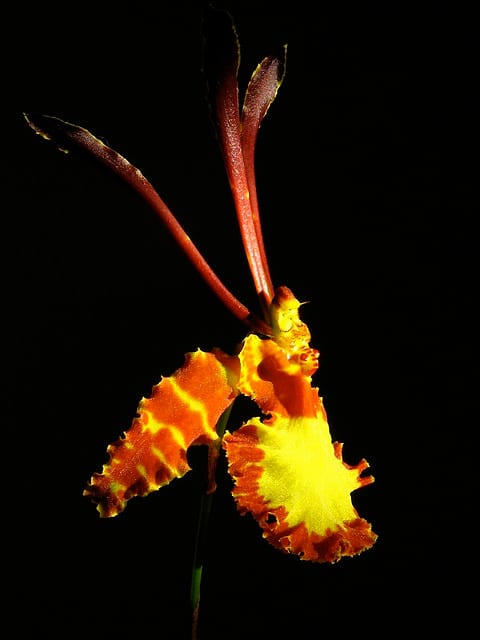 The use of marcophotography and the striking black background bring this orchid image to like, bursting with detail and color.