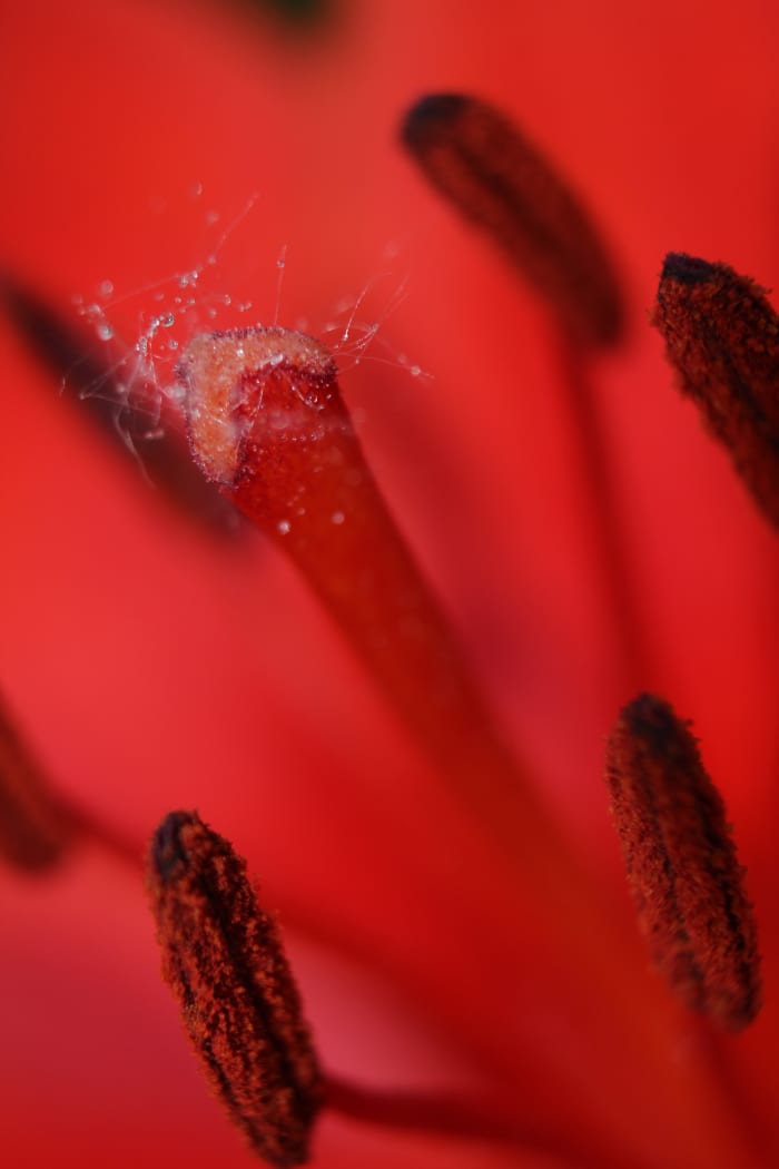 An amazing capture of the moisture on the tiny hairs on the lily stamen. See close-up below.