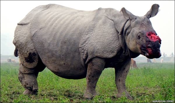A rhino is still standing but with blood coming from the place where its horn once was. Pachers stole the horn for its value on the black market and the rhino may not live