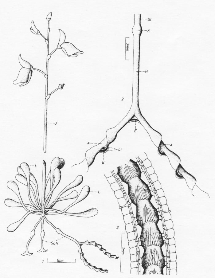 Diagram showing Genlisea plant and its modified eel-trap leaves. Image courtesy of Manfred K. Berg (1980)