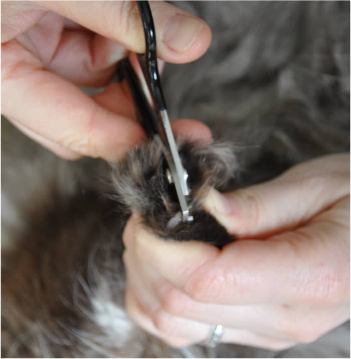 Here you can see me trimming Sampson's claws using my favorite scissor trimmers. The right part of the claw in the photo is the white "dead" part of the claw.