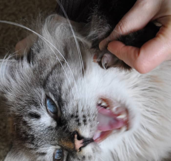 This cat looks very unhappy, and all I'm doing is trying to trim claws. Some cats don't like having their paws messed with.