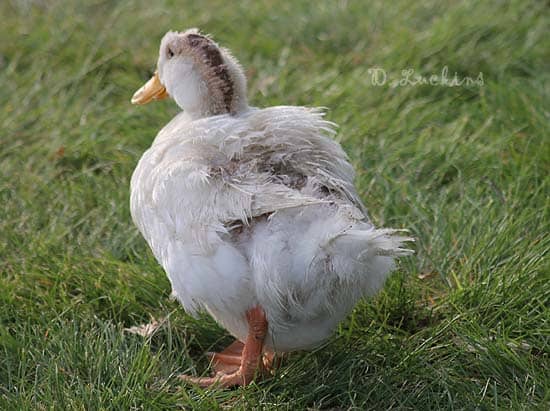 Mrs. Pekin nearly died from being beat up by the male ducks. She's in a good home and I hear she loves blueberries and mealworms.
