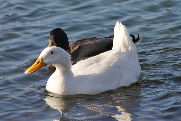 Miss Squeaky was a dumped imprinted Pekin who was recently rescued. She was starting to get lethargic and sick. Unfortunately, she had to be separated from her mate. Now, she's in a great home and her new owner says she's super friendly.