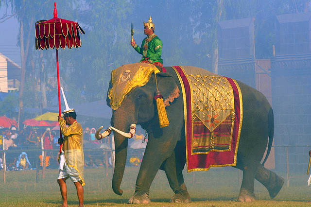 Leading the procession during Surin Elephant Round Up