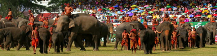 More than 300 elephants take part in Surin Elephant Round Up Festival