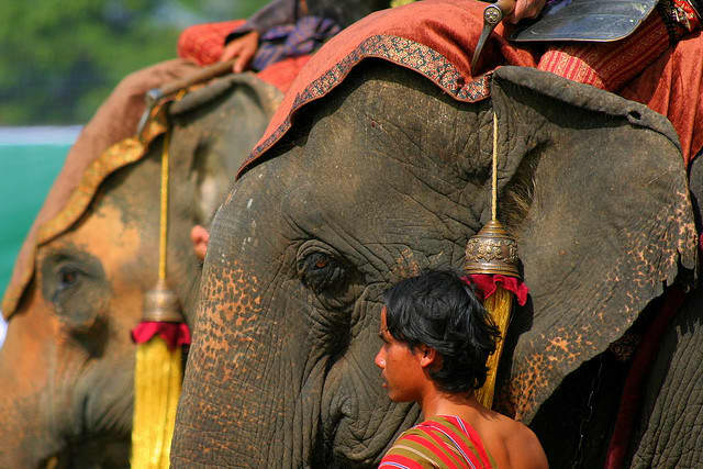 The mahouts, caring for its elephants, during Surin Elephant Round Up