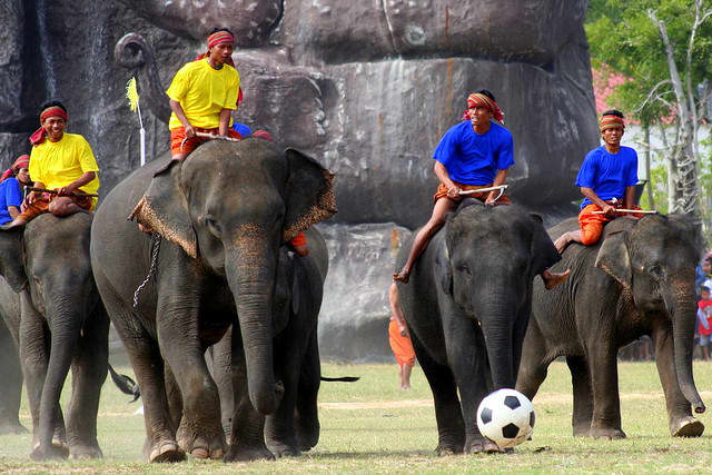 Elephant Soccer at Surin Elephant Round Up