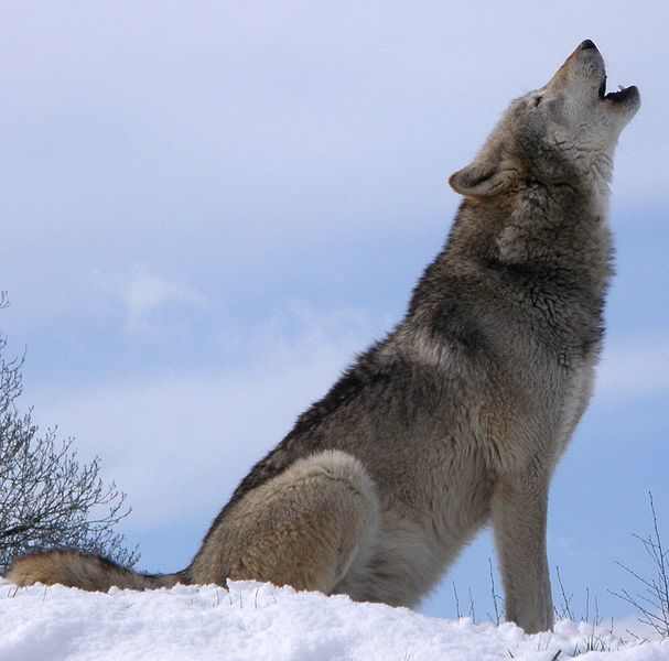 Wolves prefer to howl from an elevated position to project the sound further. A lone Wolf will howl frequently to gain information from nearby packs. It can gauge the response and tell if any ranks are absent, and decide whether to try and enrol.