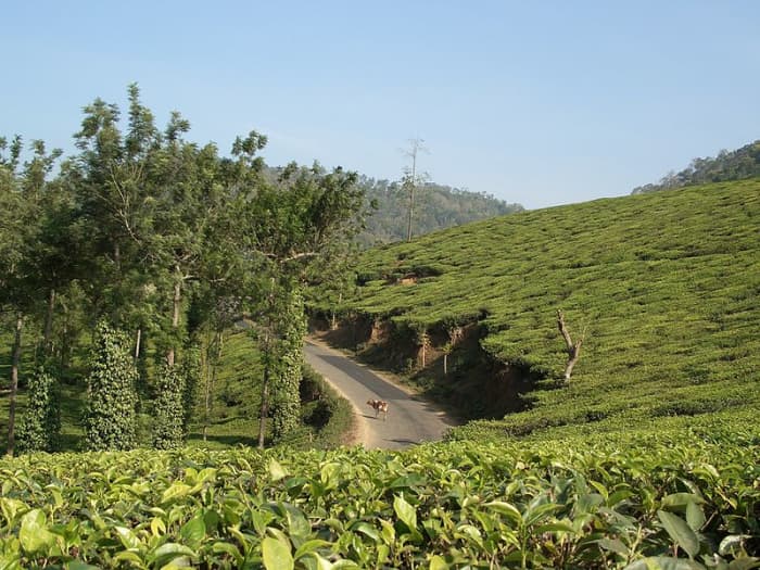 A tree plantation
