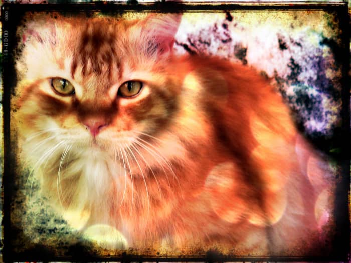 Photo 1.3 - Combination of Pixlr-o-Matic antonio effect, rainbow effect and the border, rustic