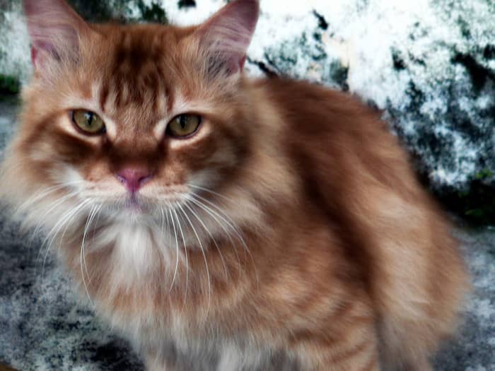 Photo 1.1 - Photo of my cat, Simba, edited using Pixlr-o-matic antonio effect, under Color Filter.