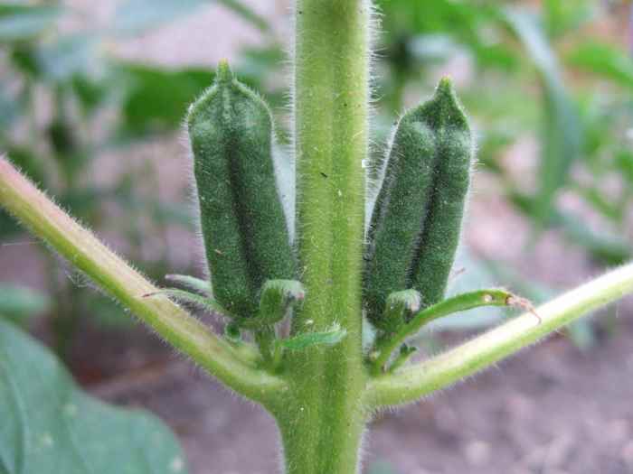 How to Grow Sesame Plants From StoreBought Sesame Seeds Dengarden