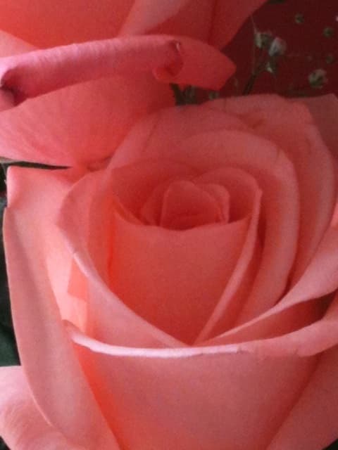 Readily available as an essential oil, it's wonderful to inhale the relaxing and romantic scent of roses in the home.