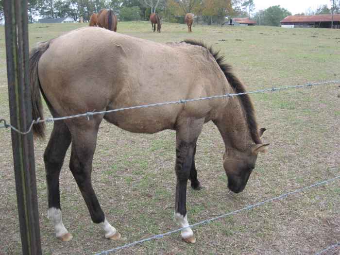Where to Find Free and Cheap Horses for Adoption PetHelpful