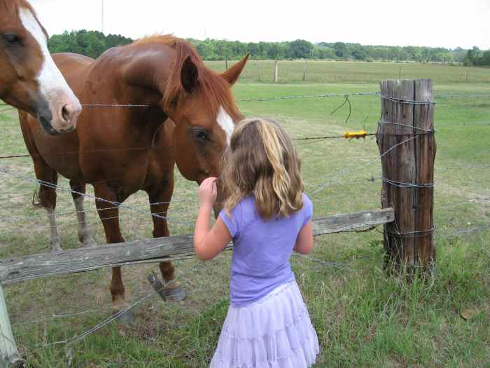 Where to Find Free and Cheap Horses for Adoption PetHelpful