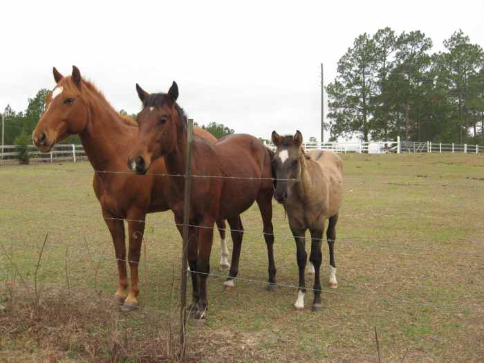 Where to Find Free and Cheap Horses for Adoption PetHelpful