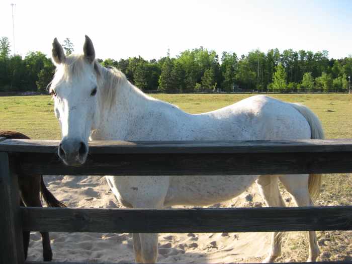 Where to Find Free and Cheap Horses for Adoption PetHelpful