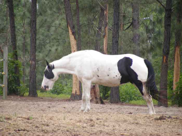 Where to Find Free and Cheap Horses for Adoption PetHelpful