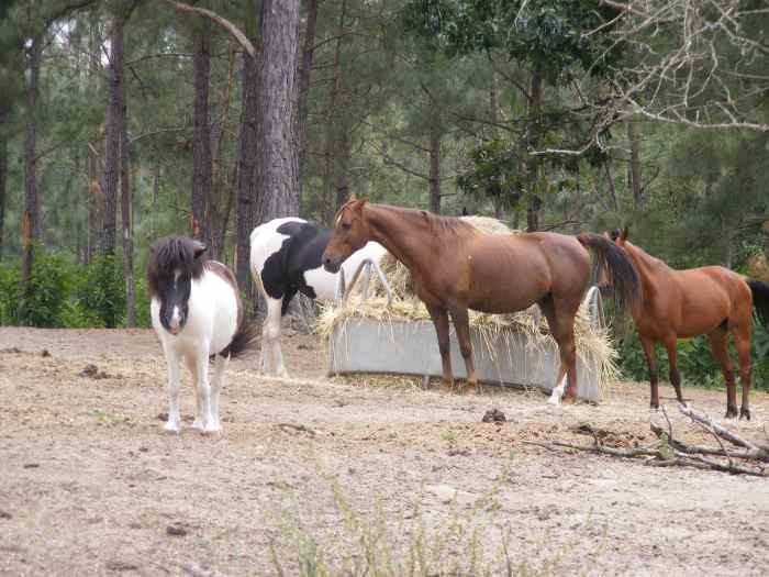 Where to Find Free and Cheap Horses for Adoption PetHelpful
