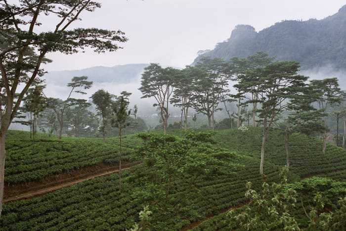 'Licensed under the Creative Commons Attribution-Share Alike 2.0 Generic license'. See: http://en.wikipedia.org/wiki/File:Sri_Lanka-Tea_plantation-02.jpg