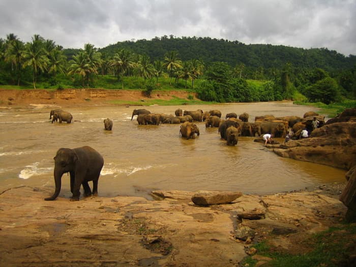 'Licensed under the Creative Commons Attribution-Share Alike 2.0 Generic license.' See: http://commons.wikimedia.org/wiki/File:Elephants_at_the_river,_Sri_Lanka.jpg