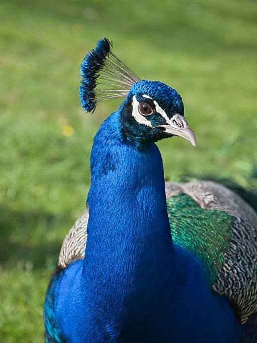 Characteristics of a peacock