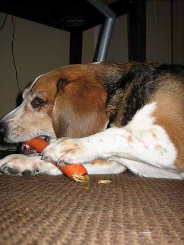 'Raw' does not refer only to meat. Dog and even cat food to a degree should be balanced with healthy vegetable sources.