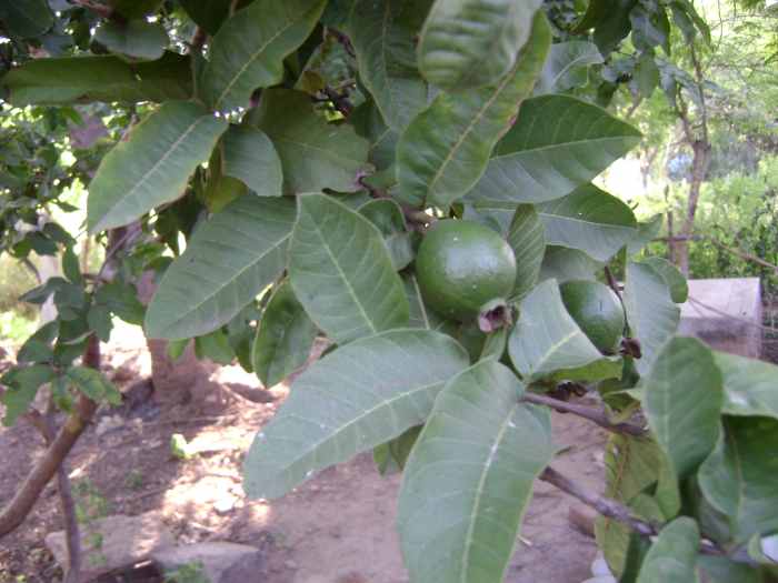 the-health-benefits-of-guava-fruit