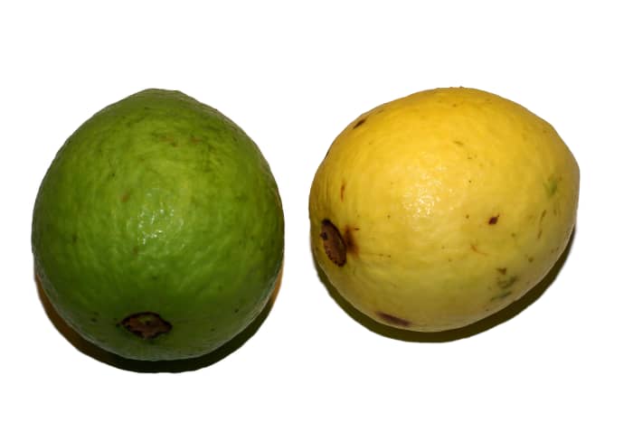 the-health-benefits-of-guava-fruit
