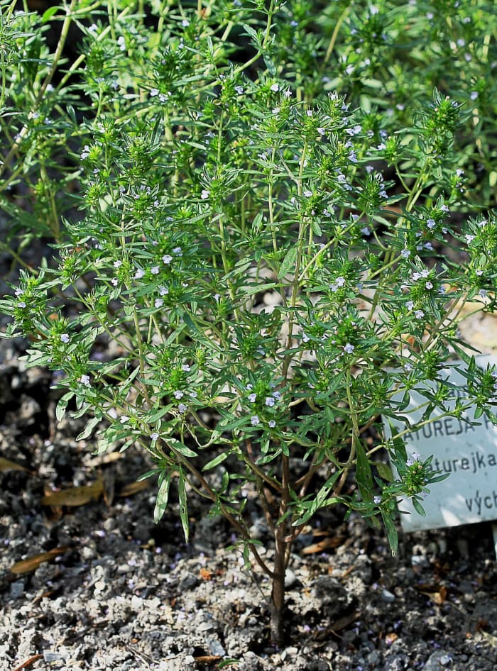 Summer Savory Herb: A Plant With a Lovely Flavor and Aroma - CalorieBee