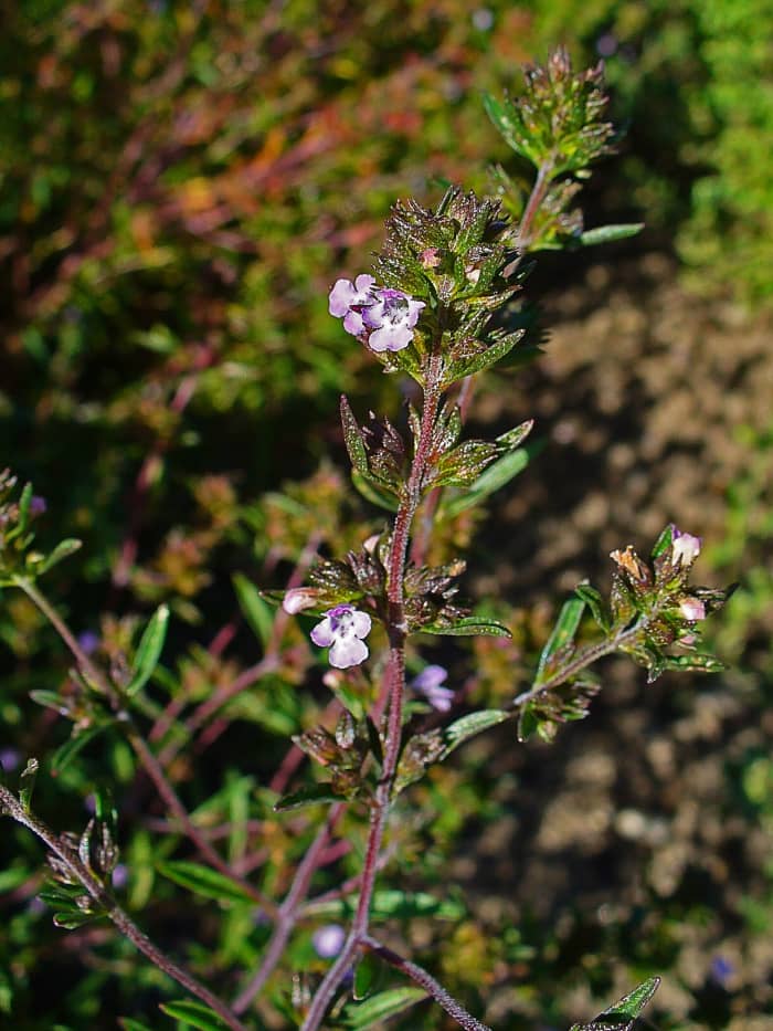 Summer Savory Herb: A Plant With a Lovely Flavor and Aroma - CalorieBee