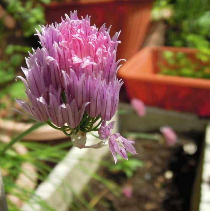 Many everyday herbs hav eexcellent magical properties. (Chive flower)