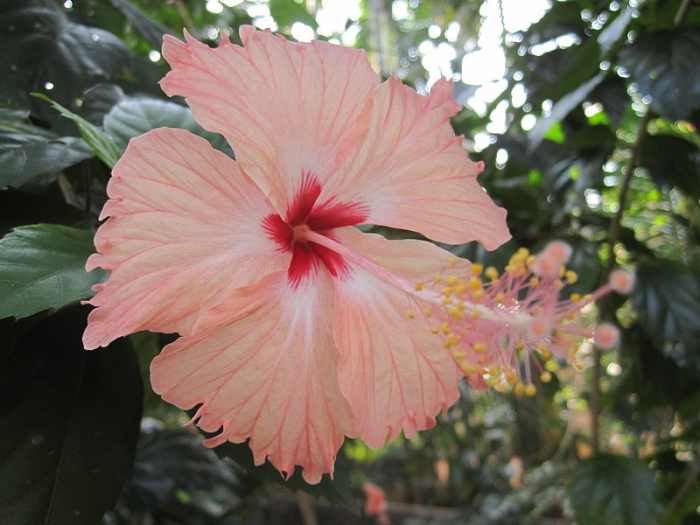 11 Plants That Produce a 5Petal Flower (With Photos) Dengarden